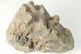 Polished Fossil Coral (Actinocyathus) Head - Morocco #202499-1
